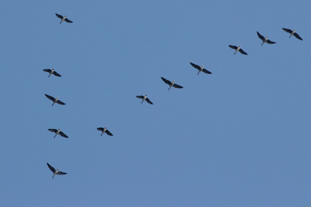 Greater White-fronted Goose - ML616553739