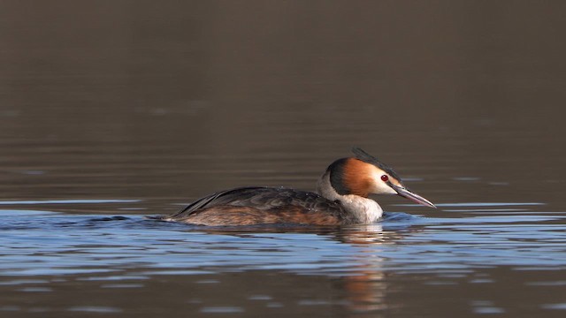Great Crested Grebe - ML616553784