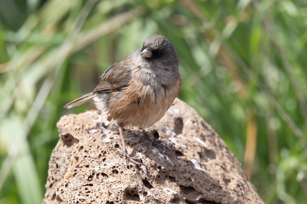 Junco de Isla Guadalupe - ML616553890