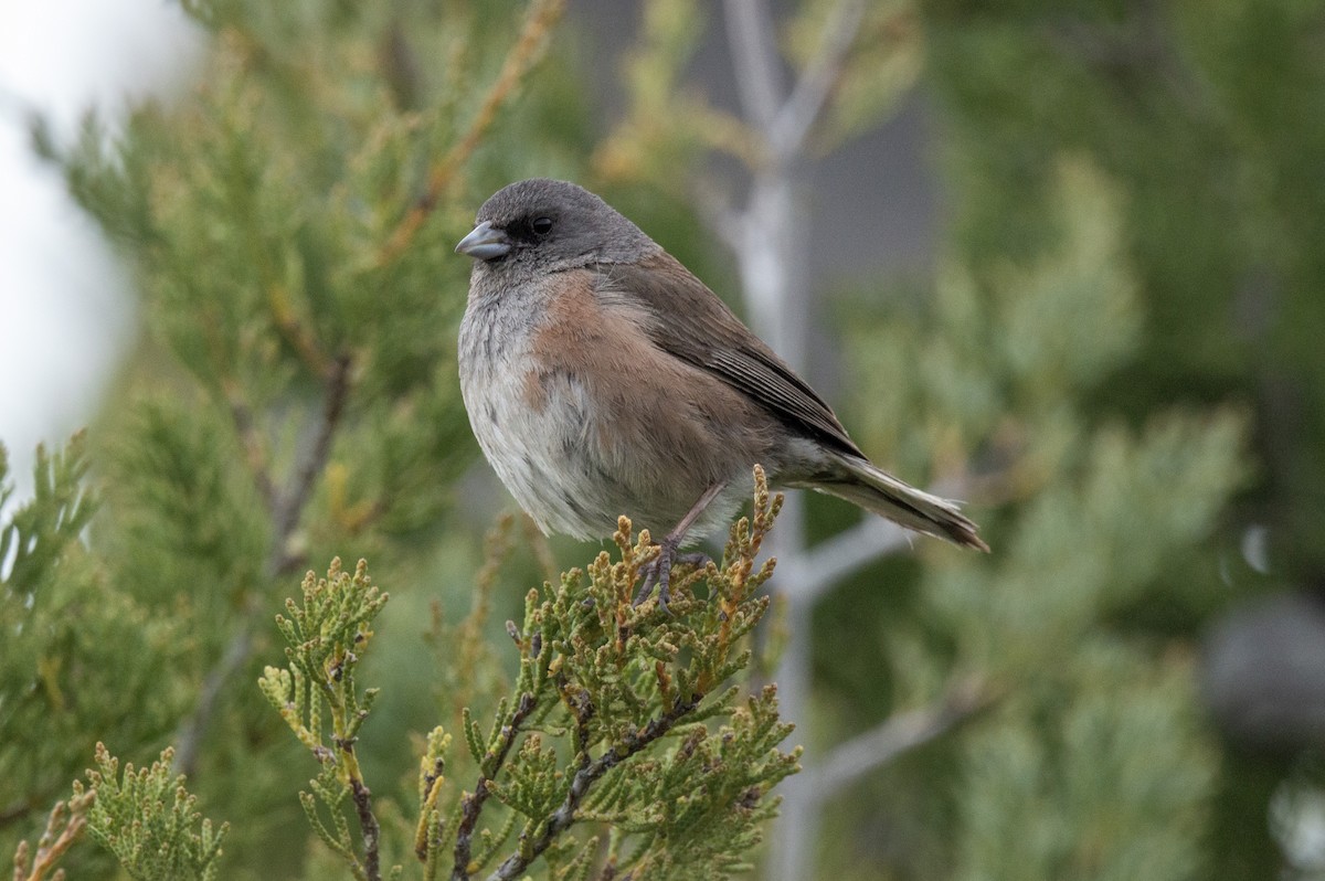 Junco de Isla Guadalupe - ML616553892