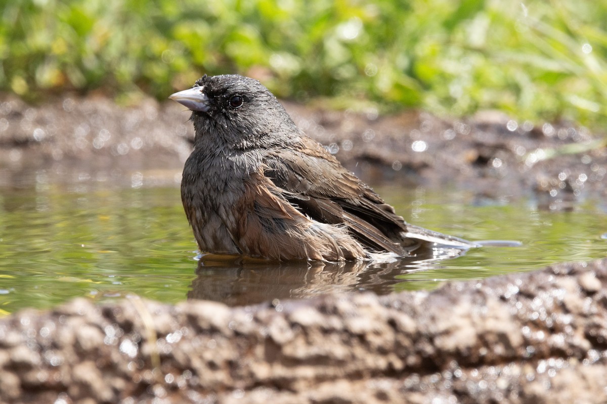 Junco de Isla Guadalupe - ML616553893