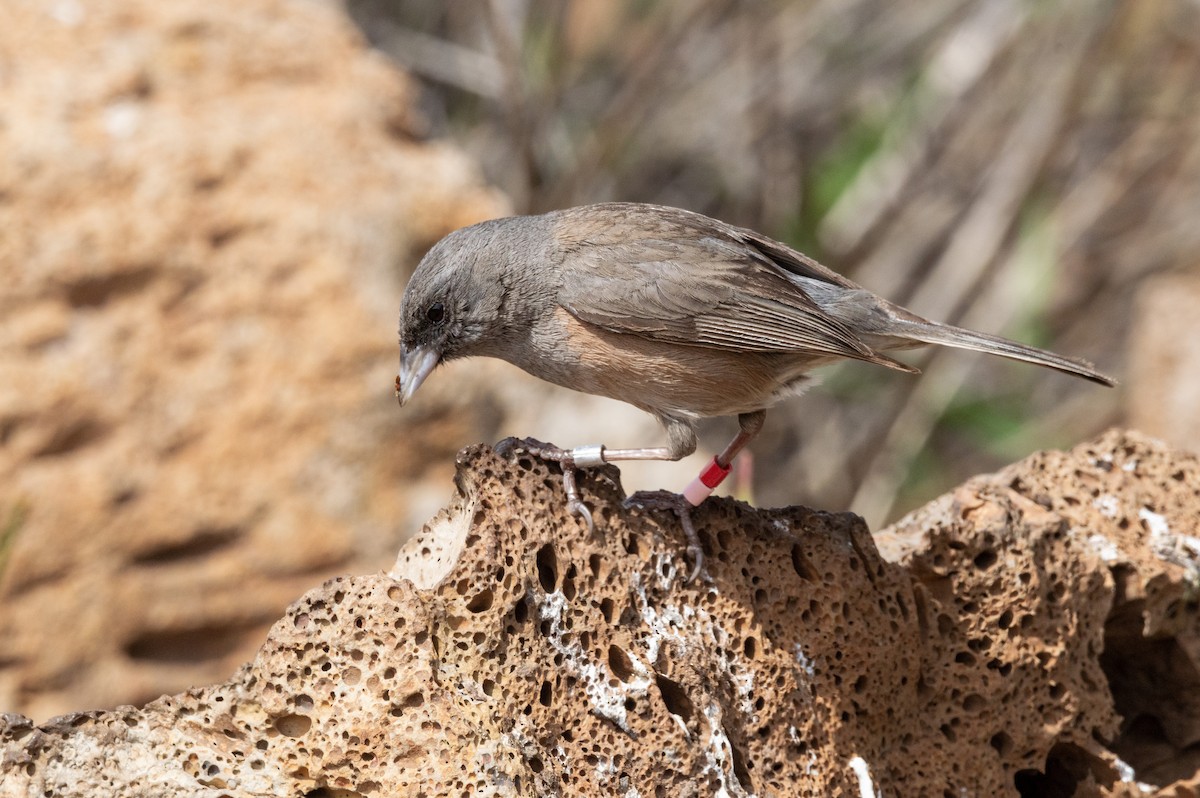 Junco de Isla Guadalupe - ML616553894