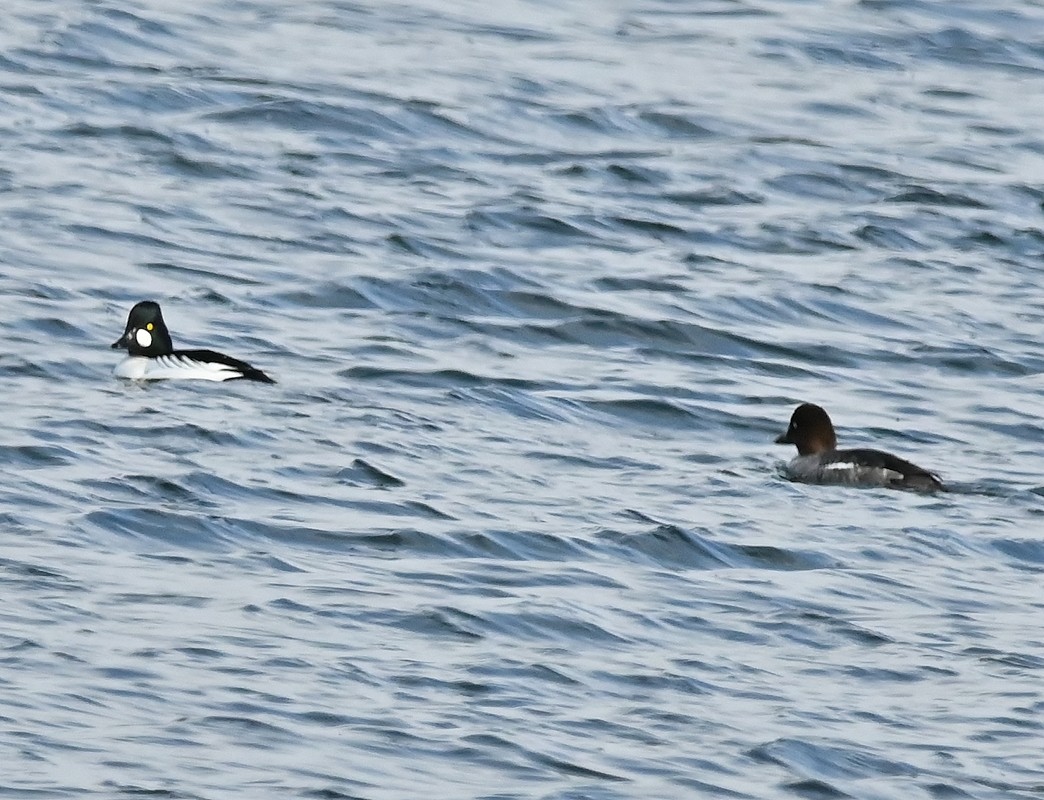 Common Goldeneye - ML616553898