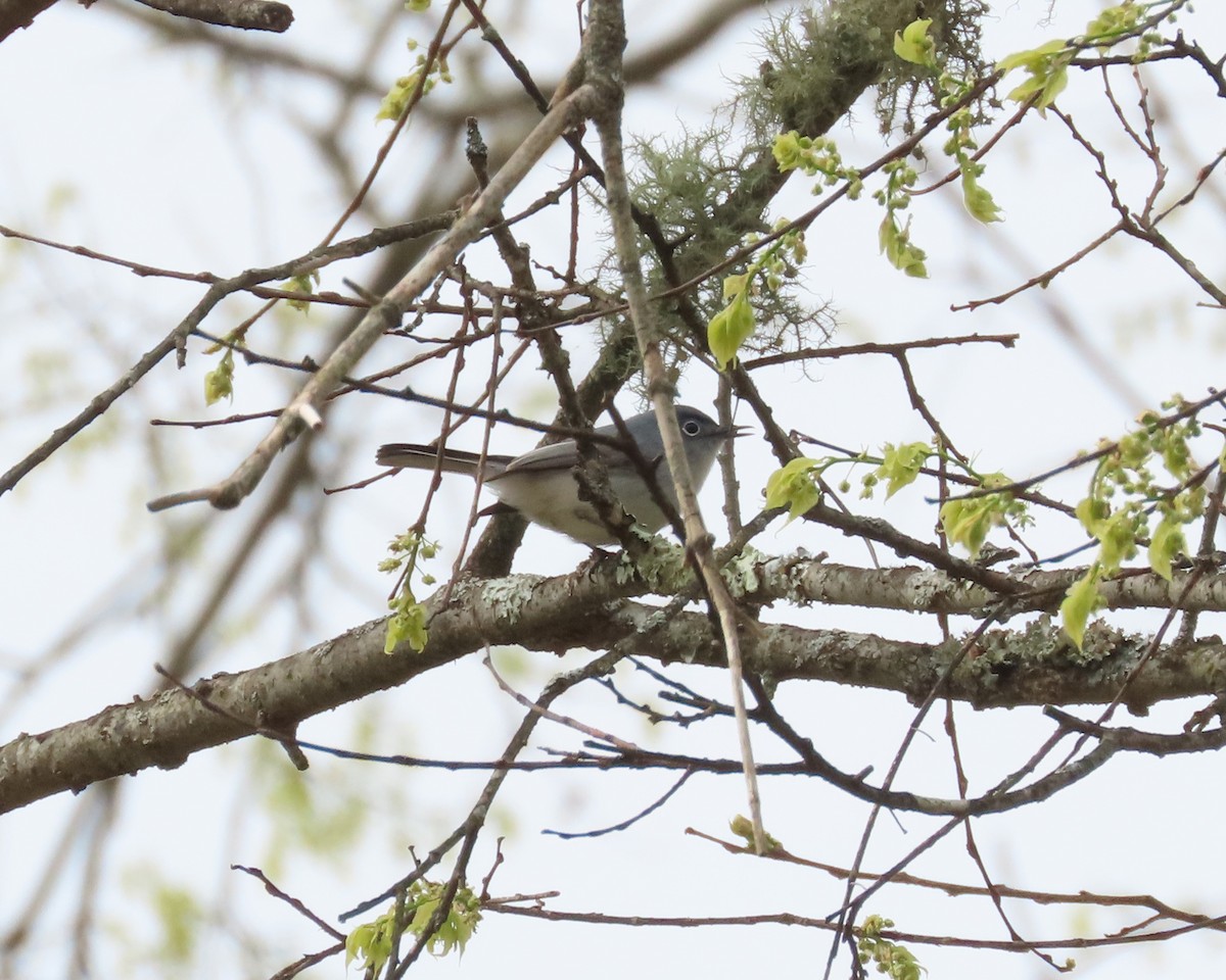 Blue-gray Gnatcatcher - ML616553915