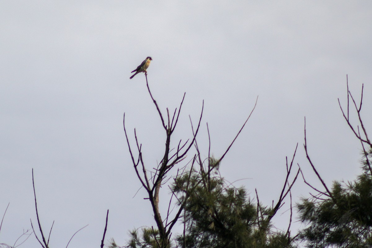 American Kestrel - ML616553940