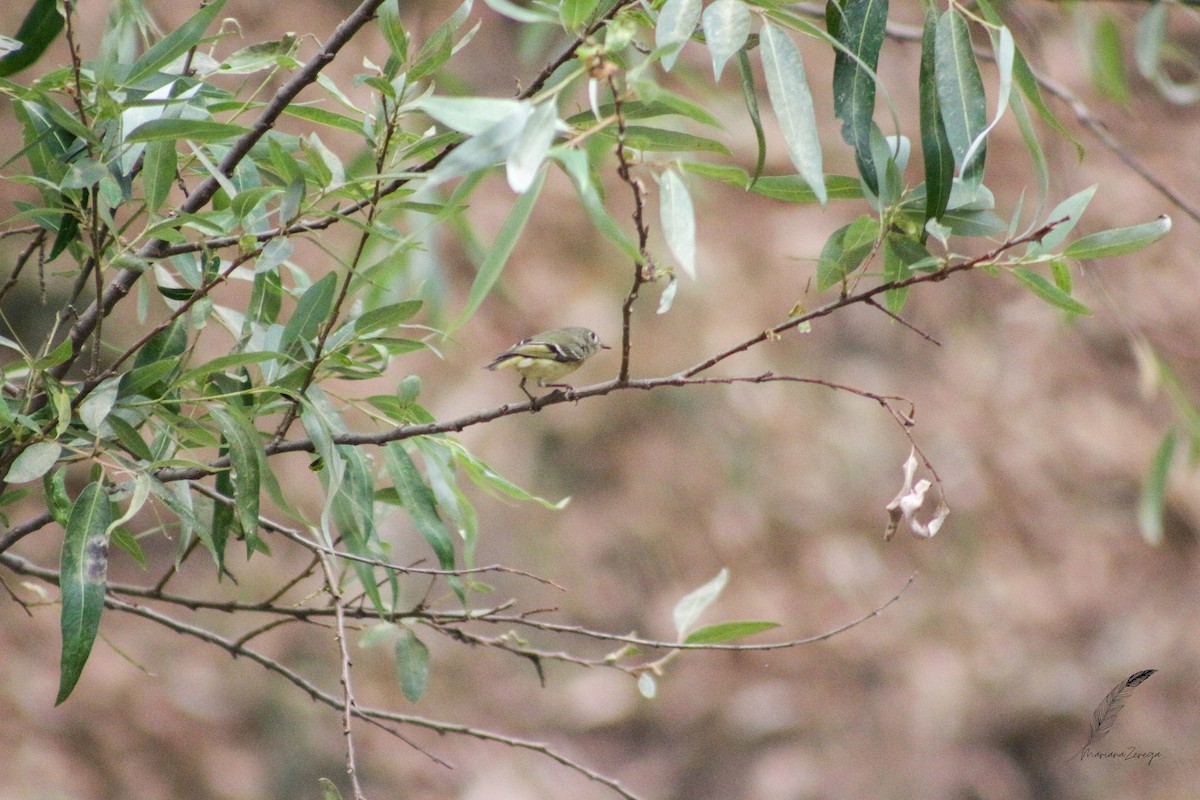 Ruby-crowned Kinglet - ML616553945