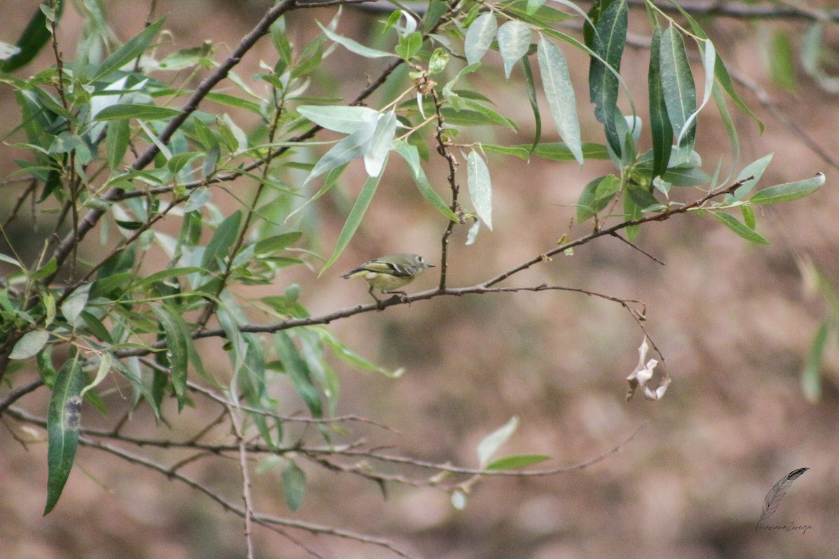 Ruby-crowned Kinglet - ML616553946