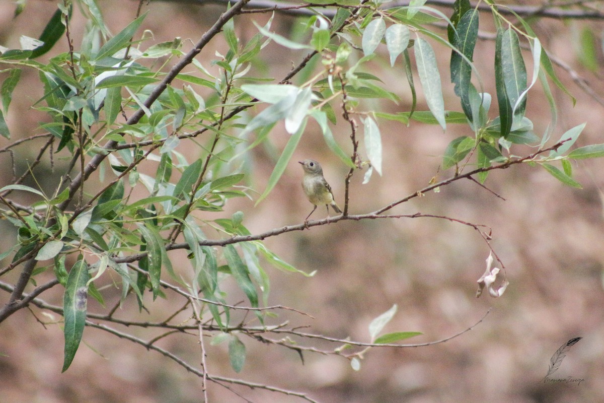 Ruby-crowned Kinglet - ML616553947