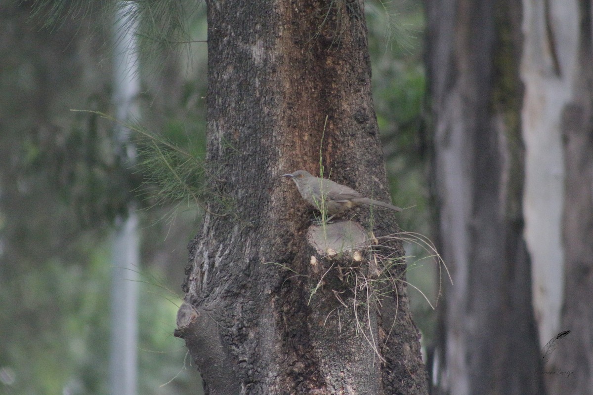Curve-billed Thrasher - ML616553959