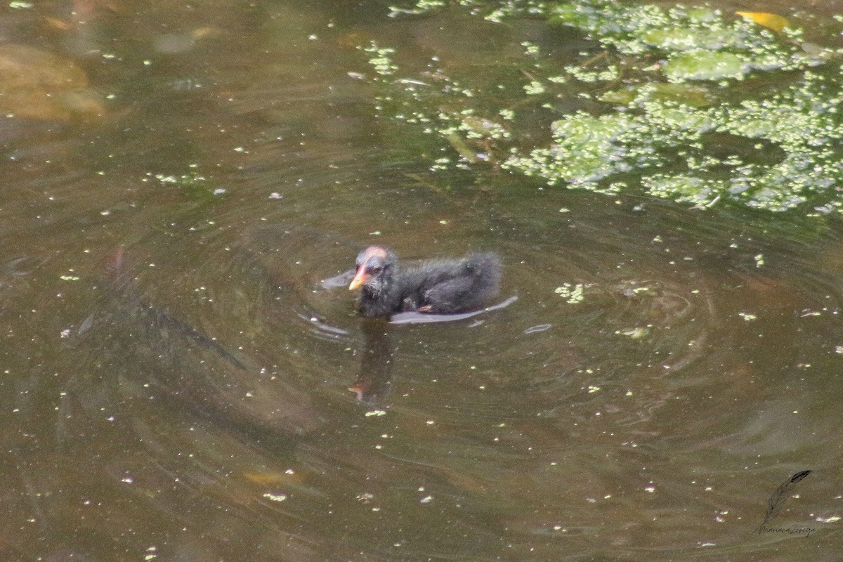 Common Gallinule - ML616553975