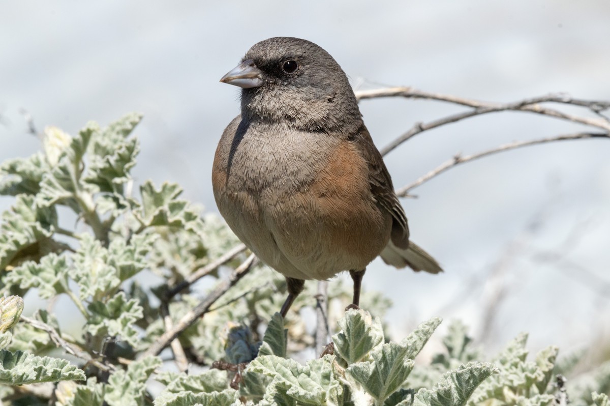 Junco de Guadalupe - ML616554009