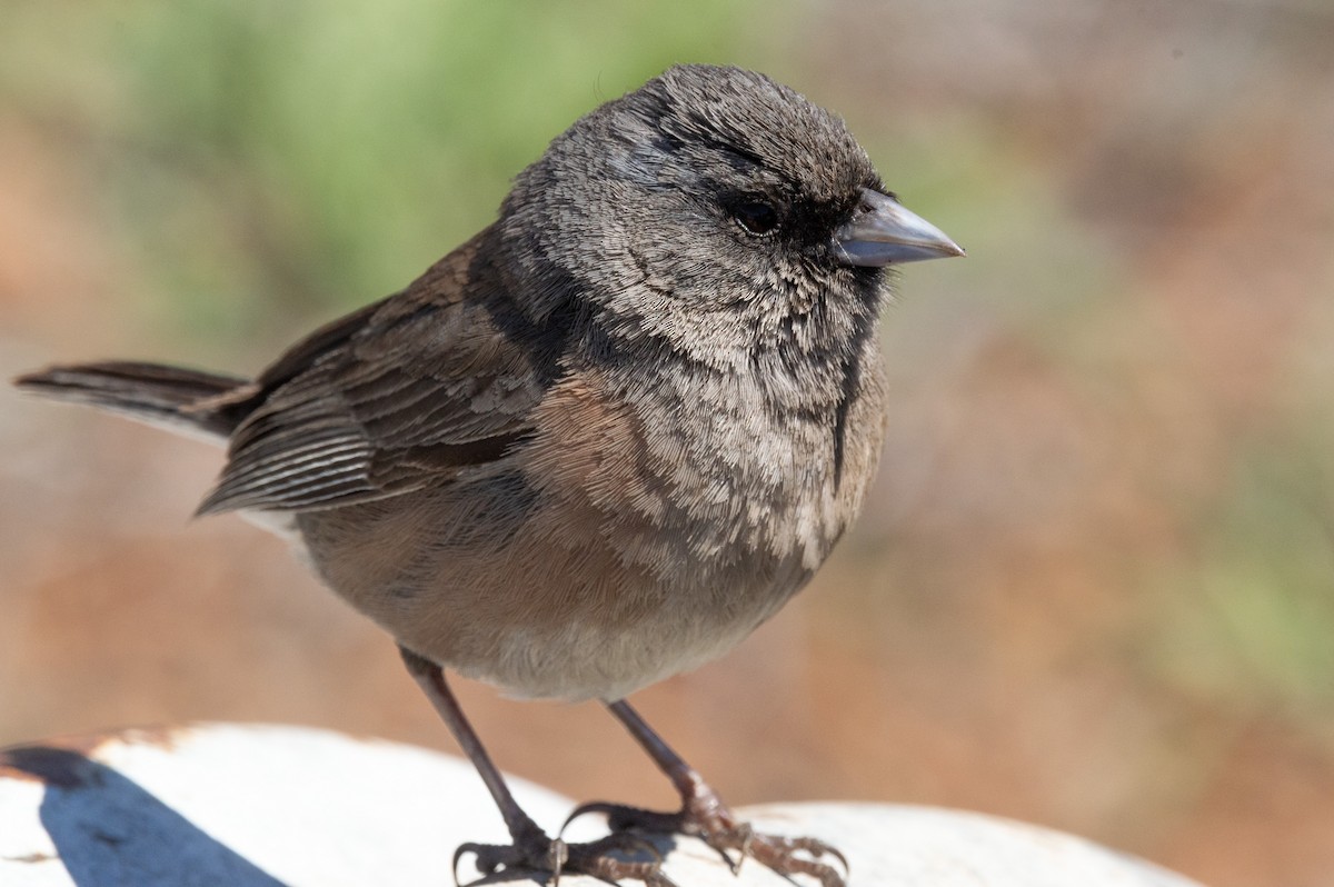 Junco de Isla Guadalupe - ML616554012