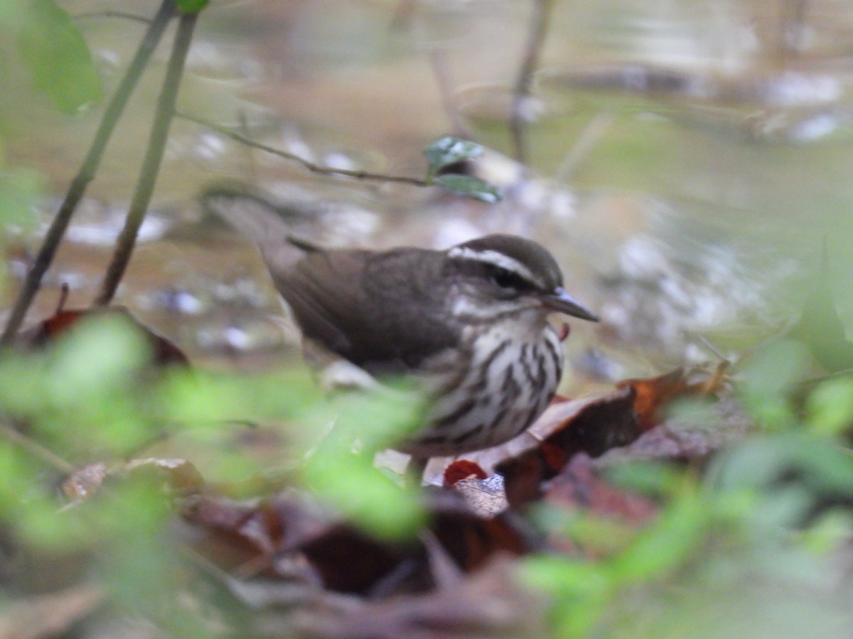 Louisiana Waterthrush - ML616554032