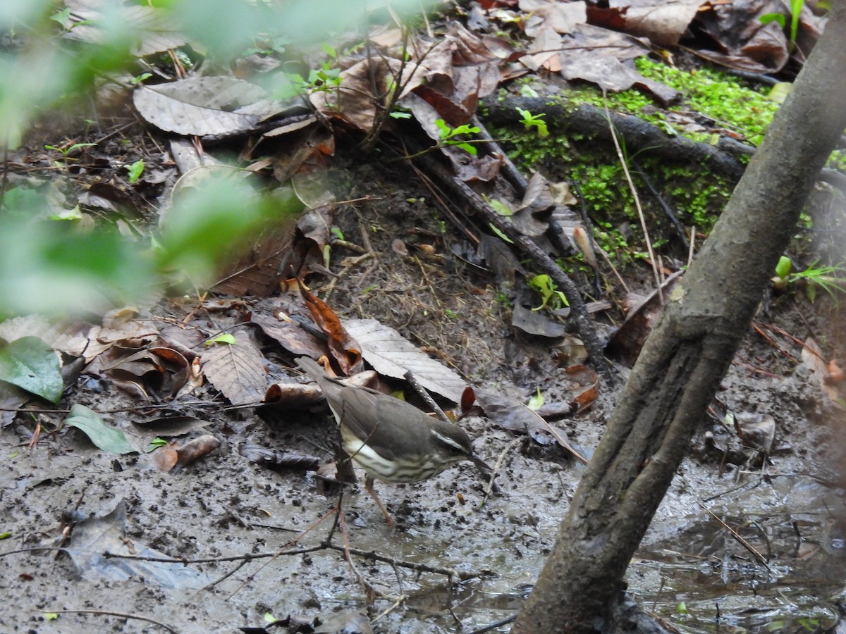 Louisiana Waterthrush - ML616554033
