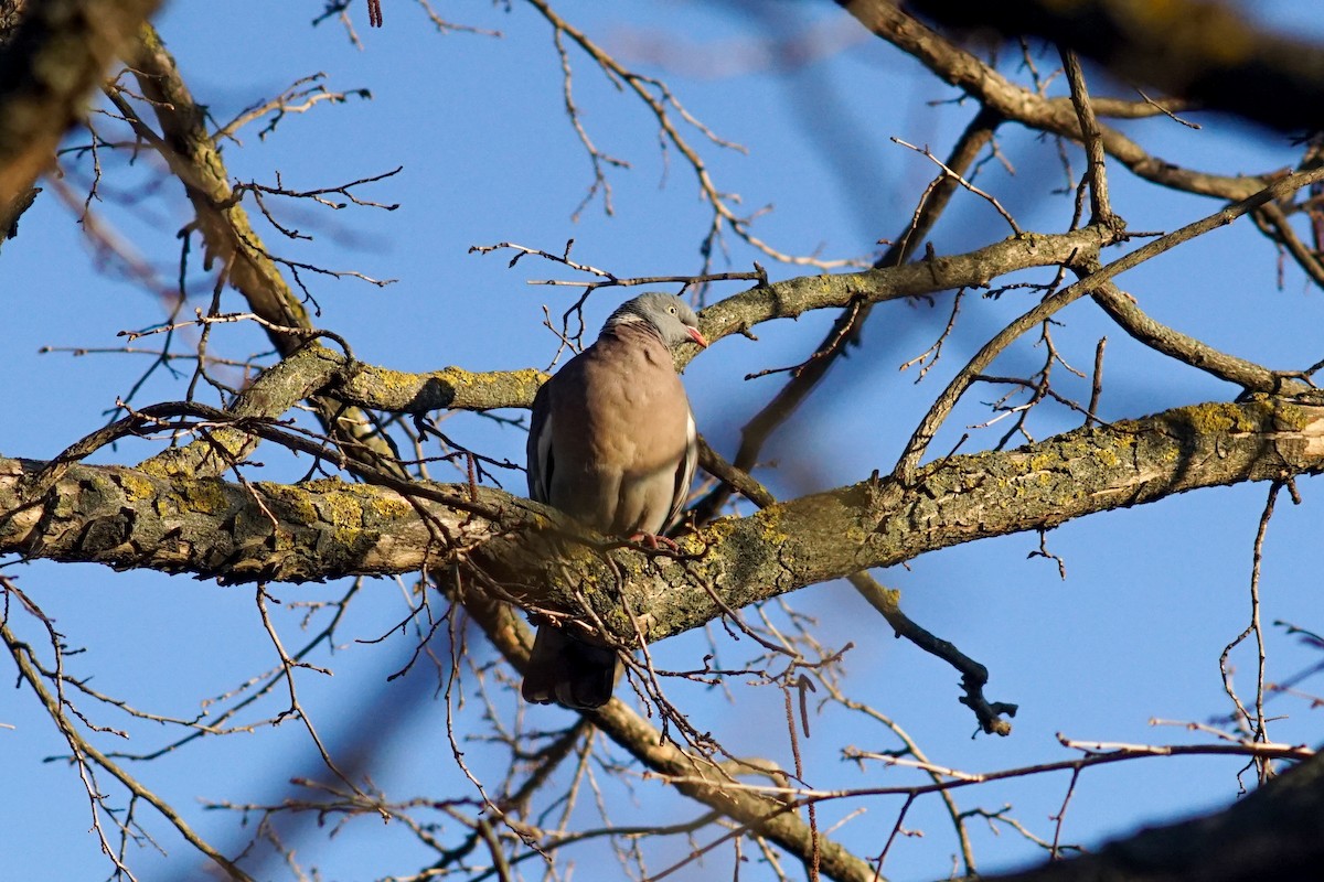 Common Wood-Pigeon - ML616554040