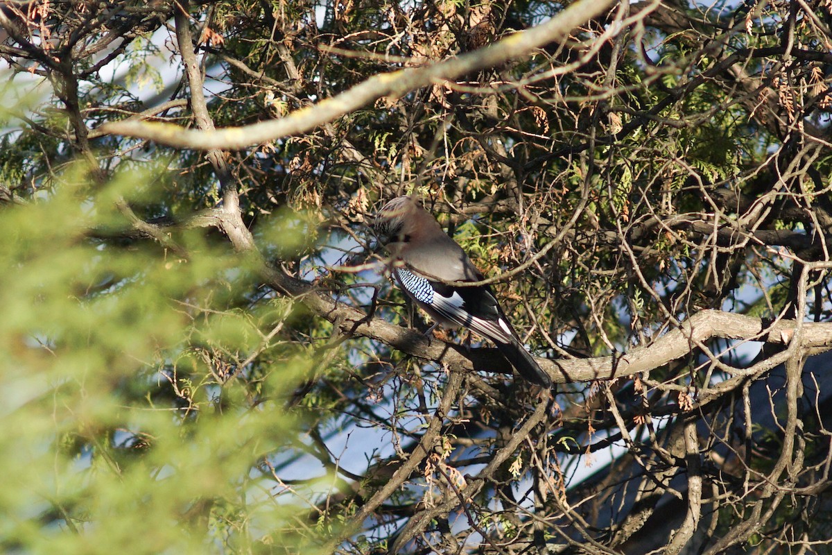 Eurasian Jay - ML616554054