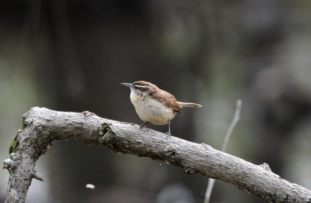 Carolina Wren - ML616554055