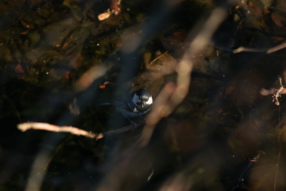 Coal Tit - ML616554059