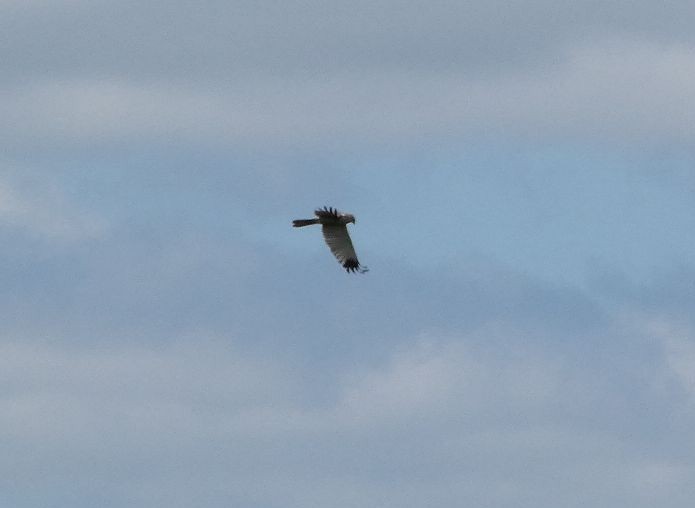 Western Marsh Harrier - Zoë Lunau