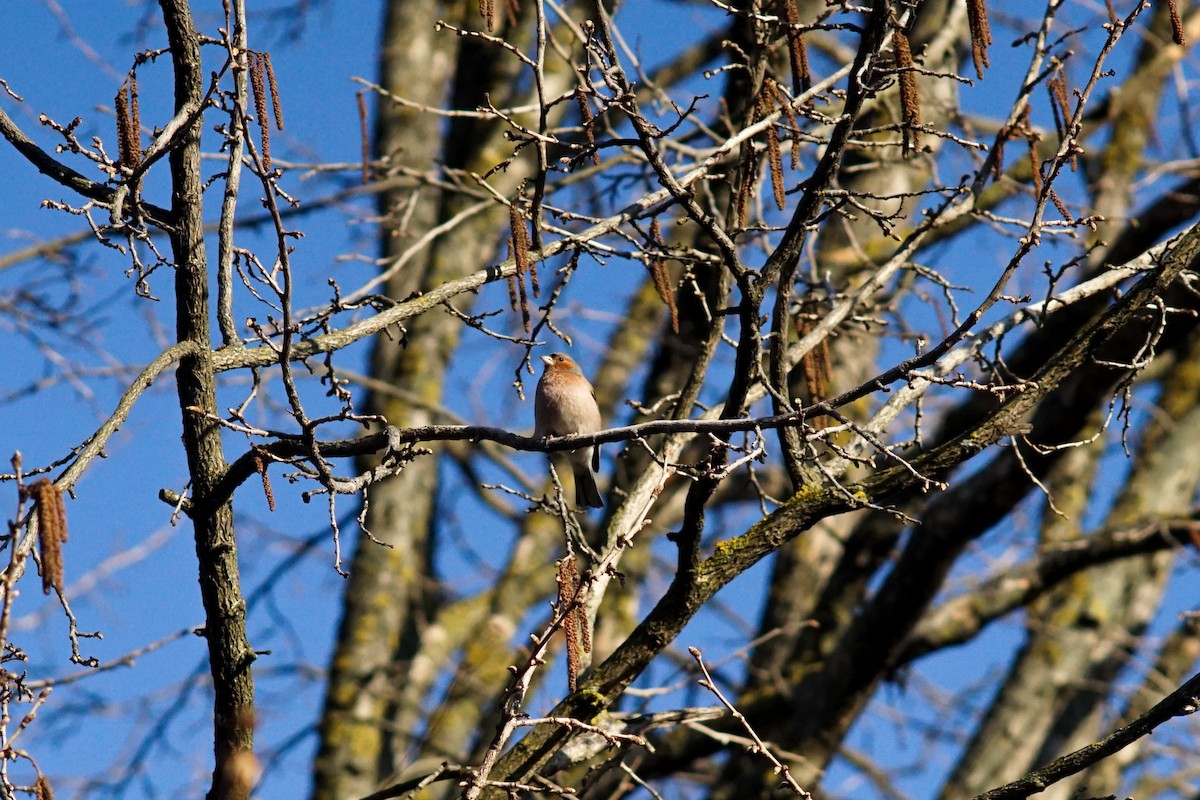 Common Chaffinch - ML616554092