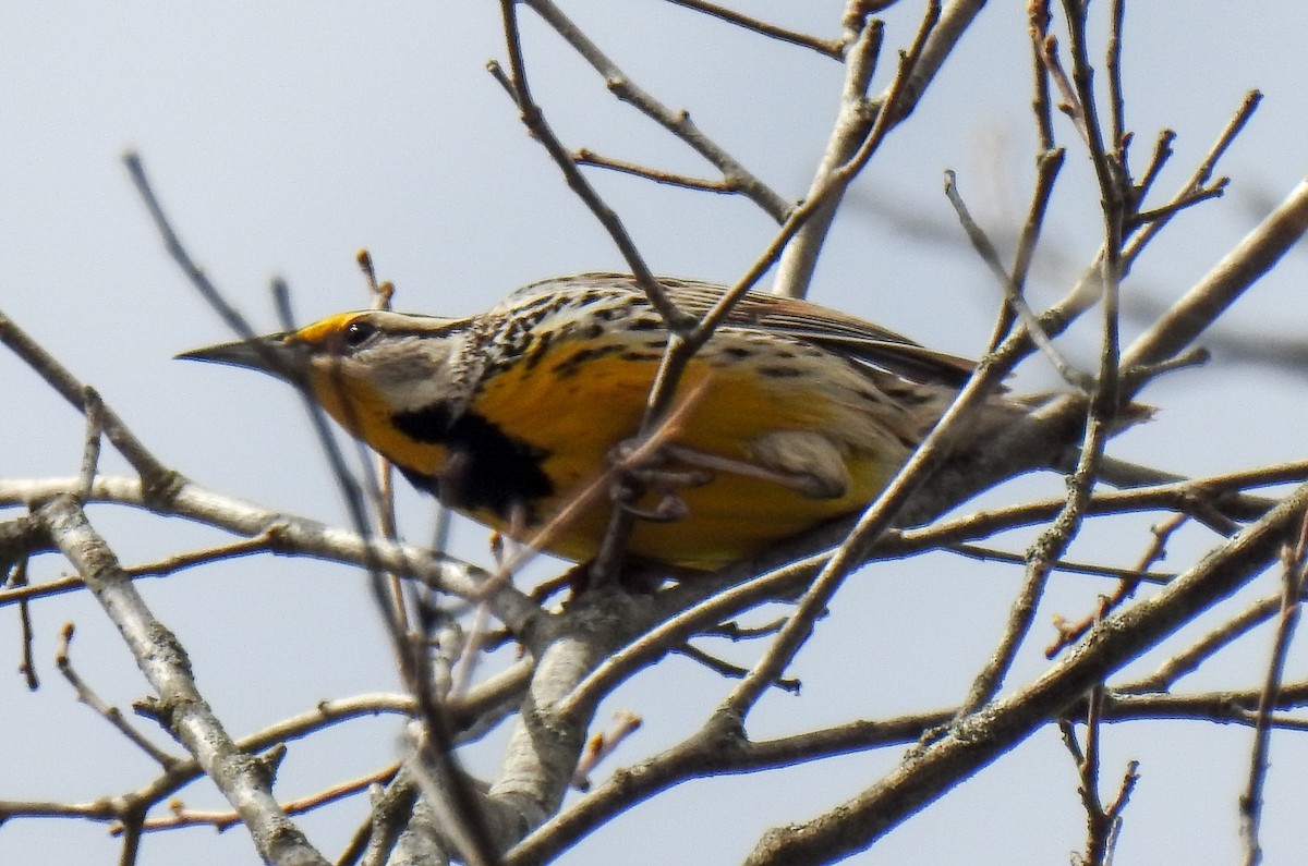 Eastern Meadowlark - ML616554101
