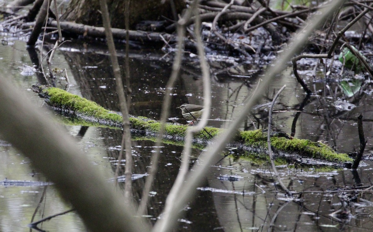 Louisiana Waterthrush - ML616554102