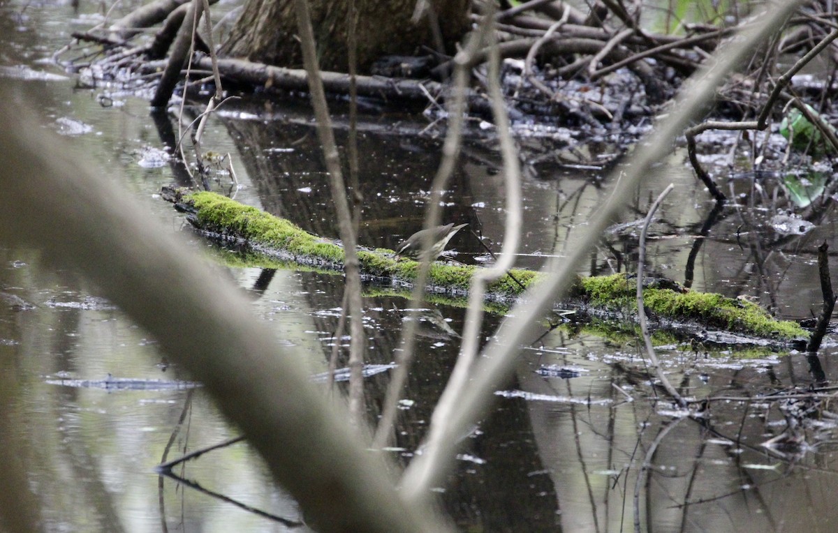 Louisiana Waterthrush - ML616554103