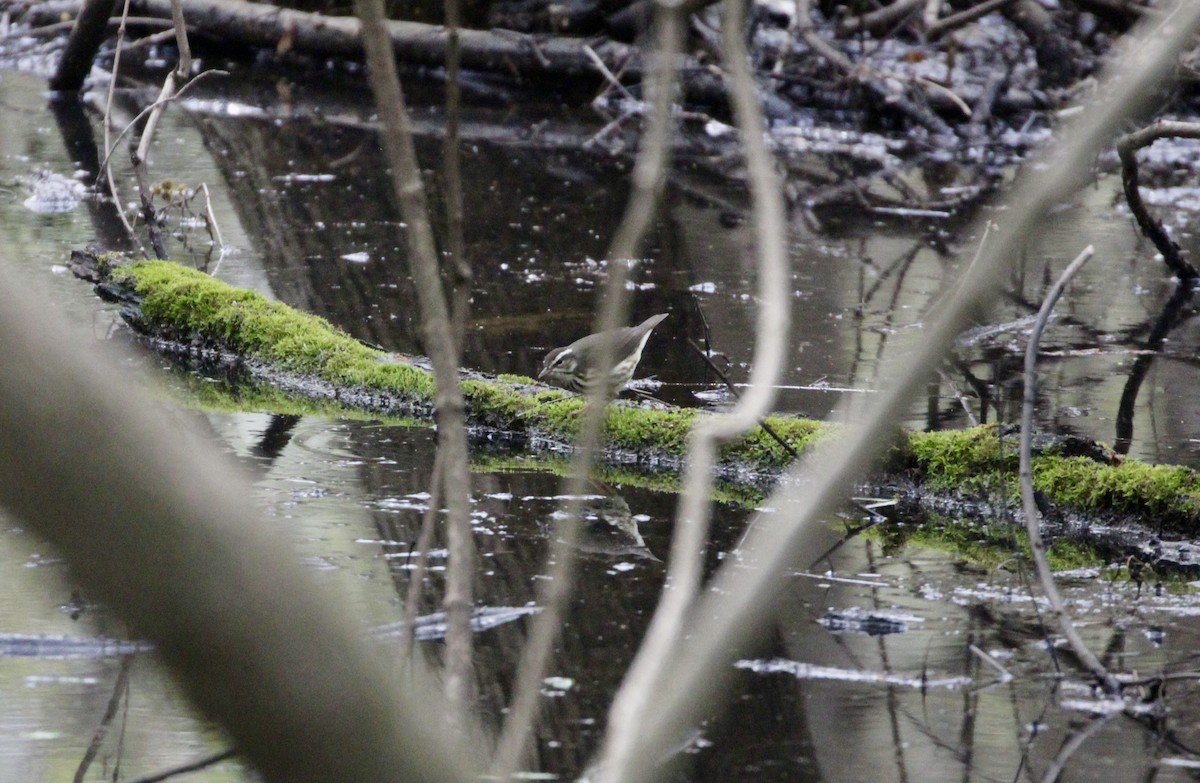 Louisiana Waterthrush - ML616554105