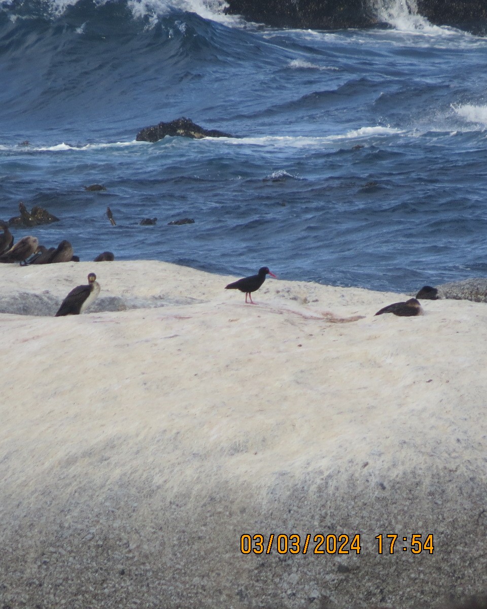 African Oystercatcher - Gary Bletsch