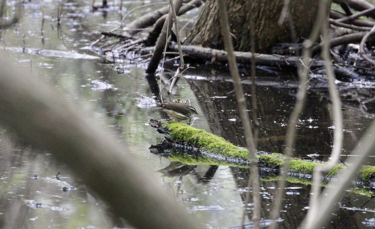 Louisiana Waterthrush - ML616554112