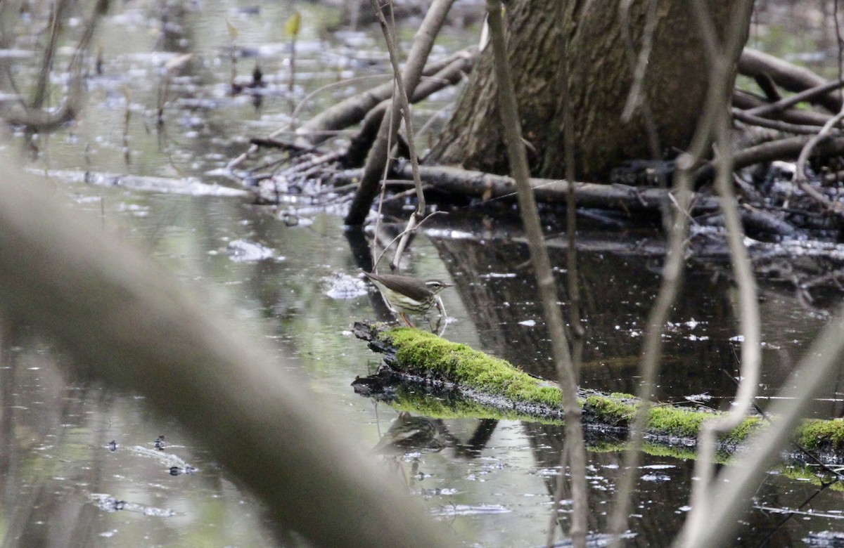 Louisiana Waterthrush - ML616554113