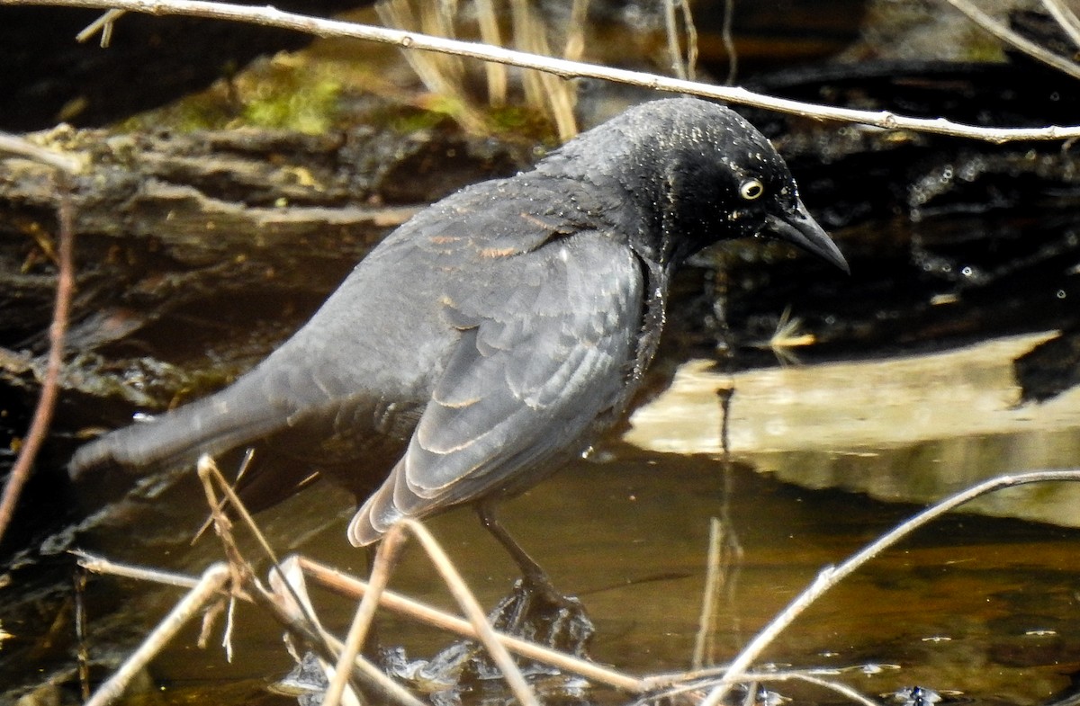 Rusty Blackbird - ML616554118
