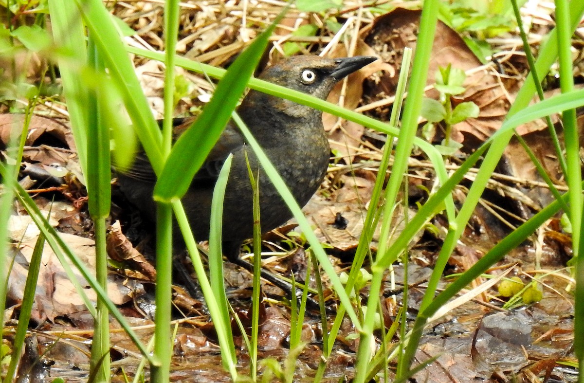 Rusty Blackbird - ML616554119