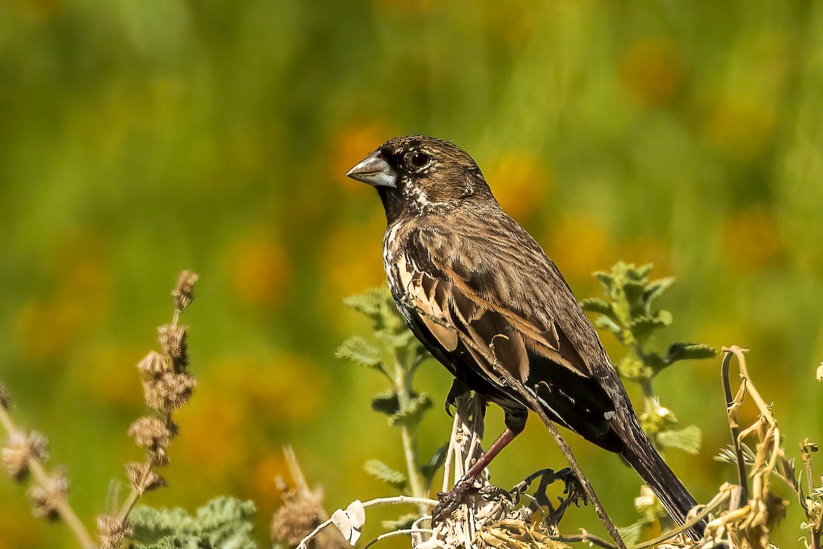 Lark Bunting - Fred Hochstaedter