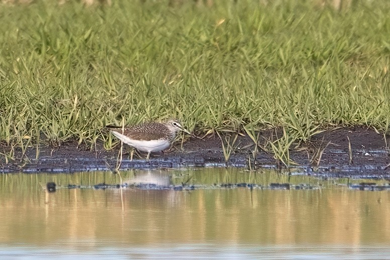 Green Sandpiper - ML616554279