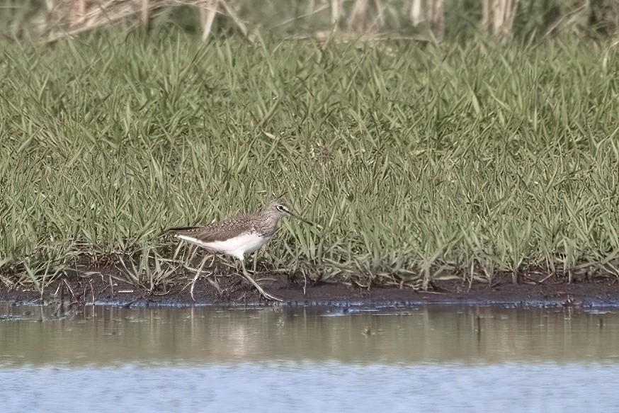 Green Sandpiper - ML616554280