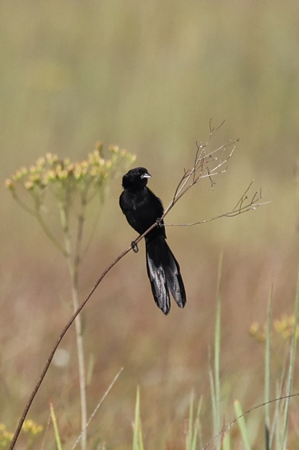 Yellow-mantled Widowbird - ML616554322