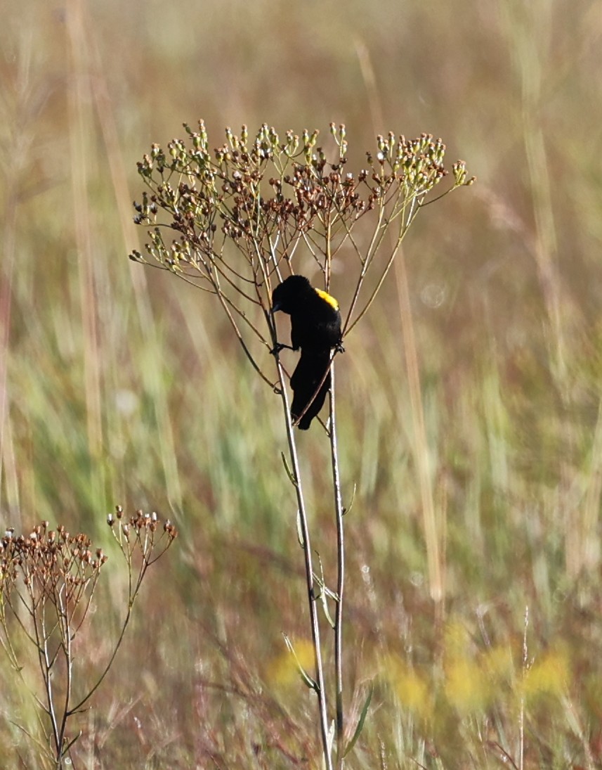 Yellow-mantled Widowbird - ML616554323