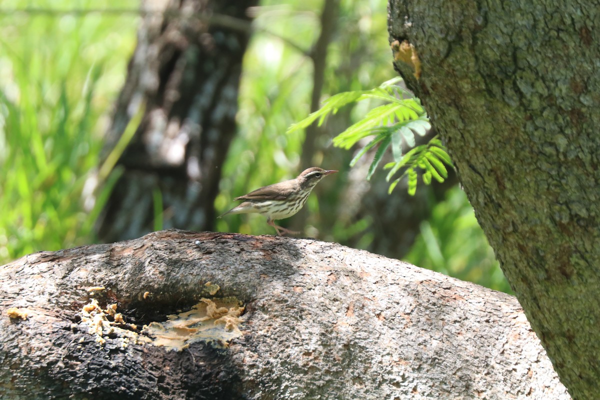 Louisiana Waterthrush - ML616554340