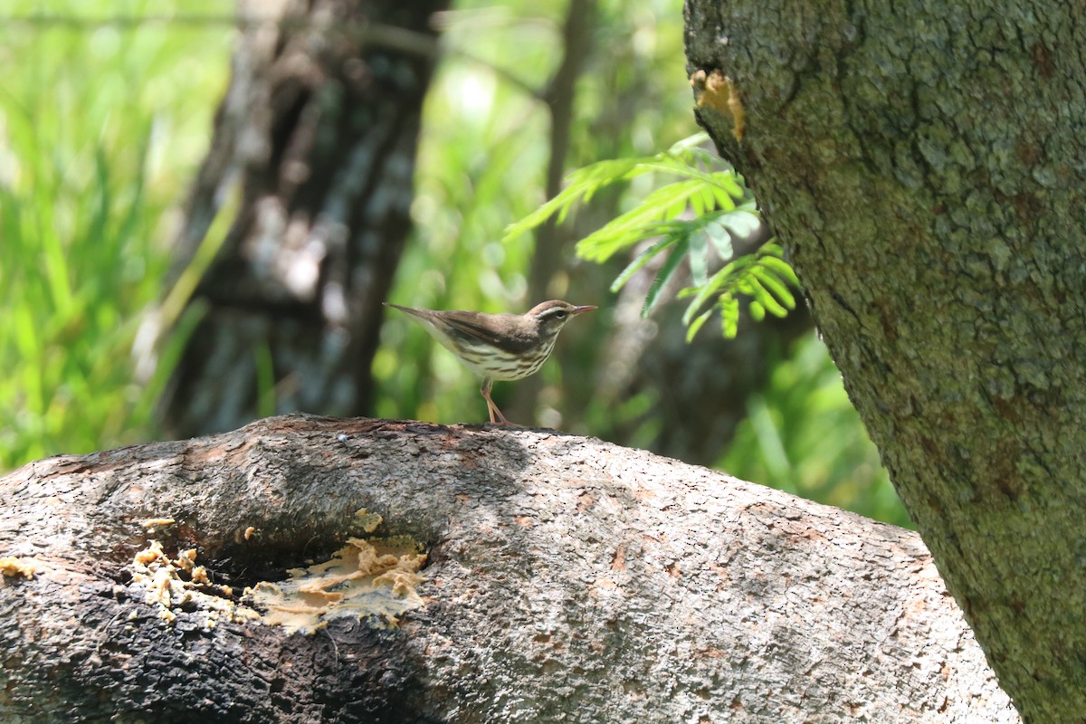 Louisiana Waterthrush - ML616554344