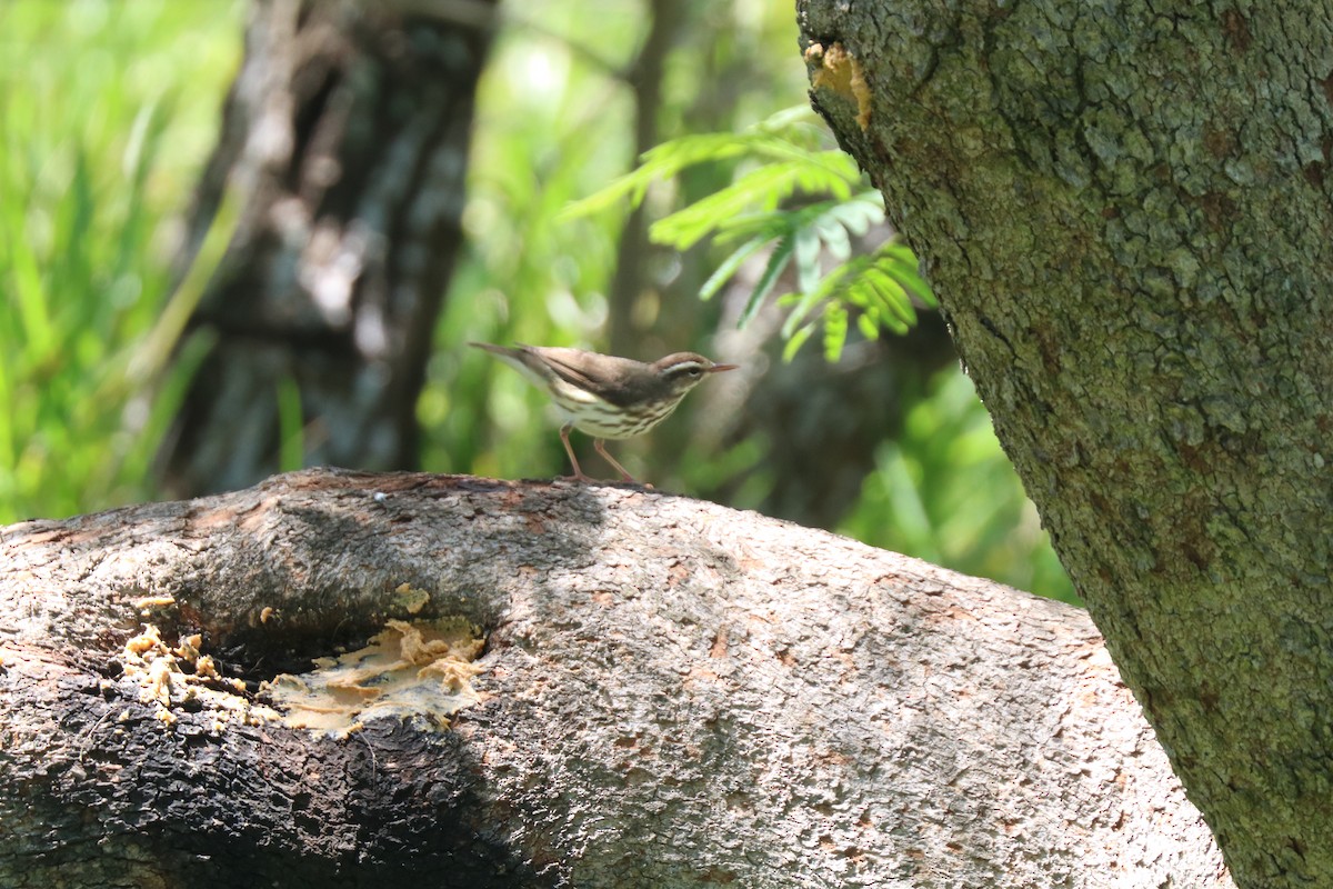 Louisiana Waterthrush - ML616554349