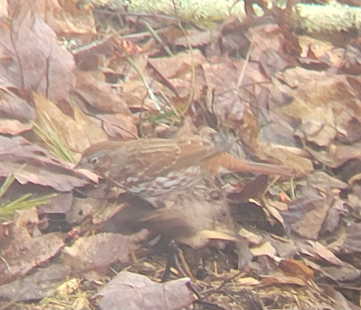 Fox Sparrow - ML616554395