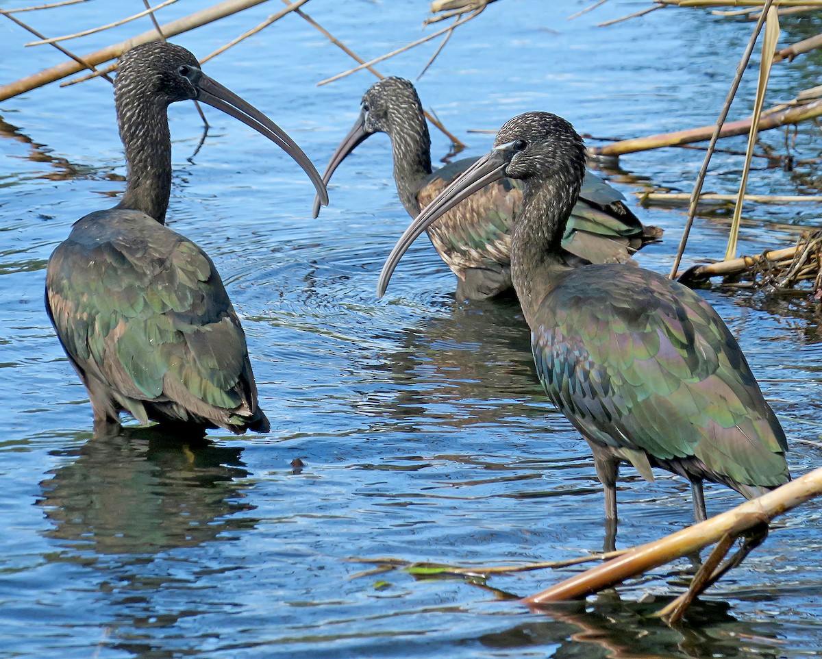 Glossy Ibis - ML616554401