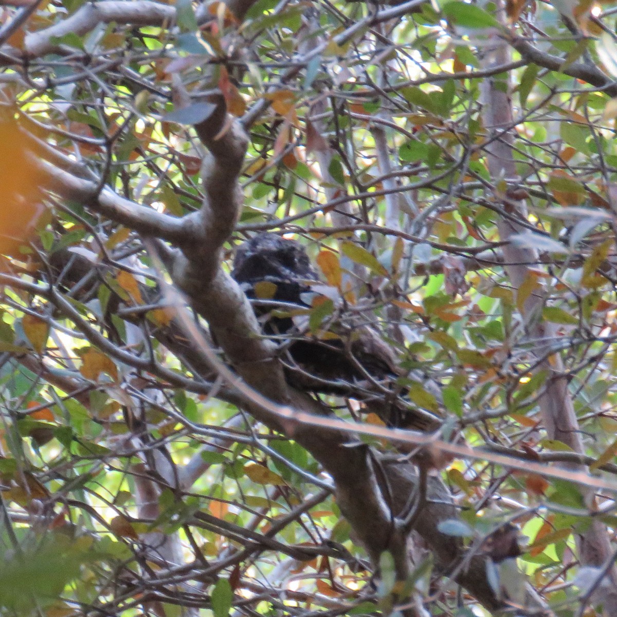 Cuban Nightjar - ML616554414