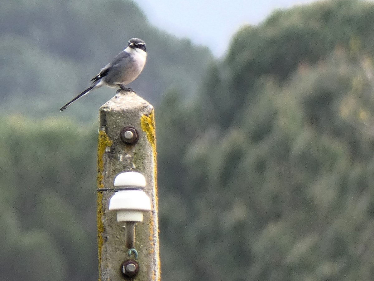 Iberian Gray Shrike - ML616554416