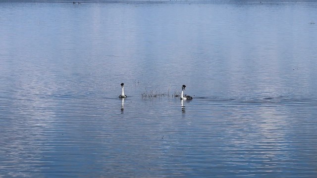 Western Grebe - ML616554478