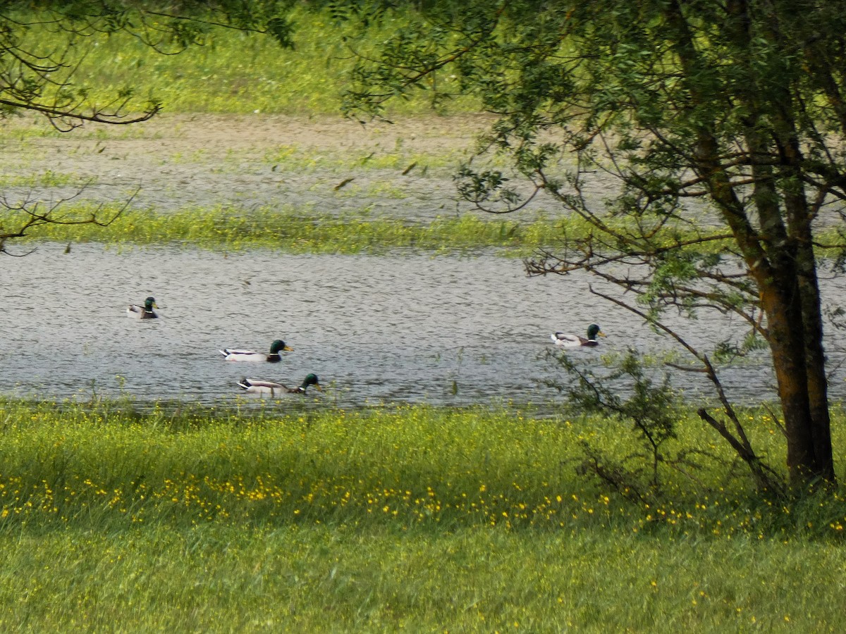 Canard colvert - ML616554502