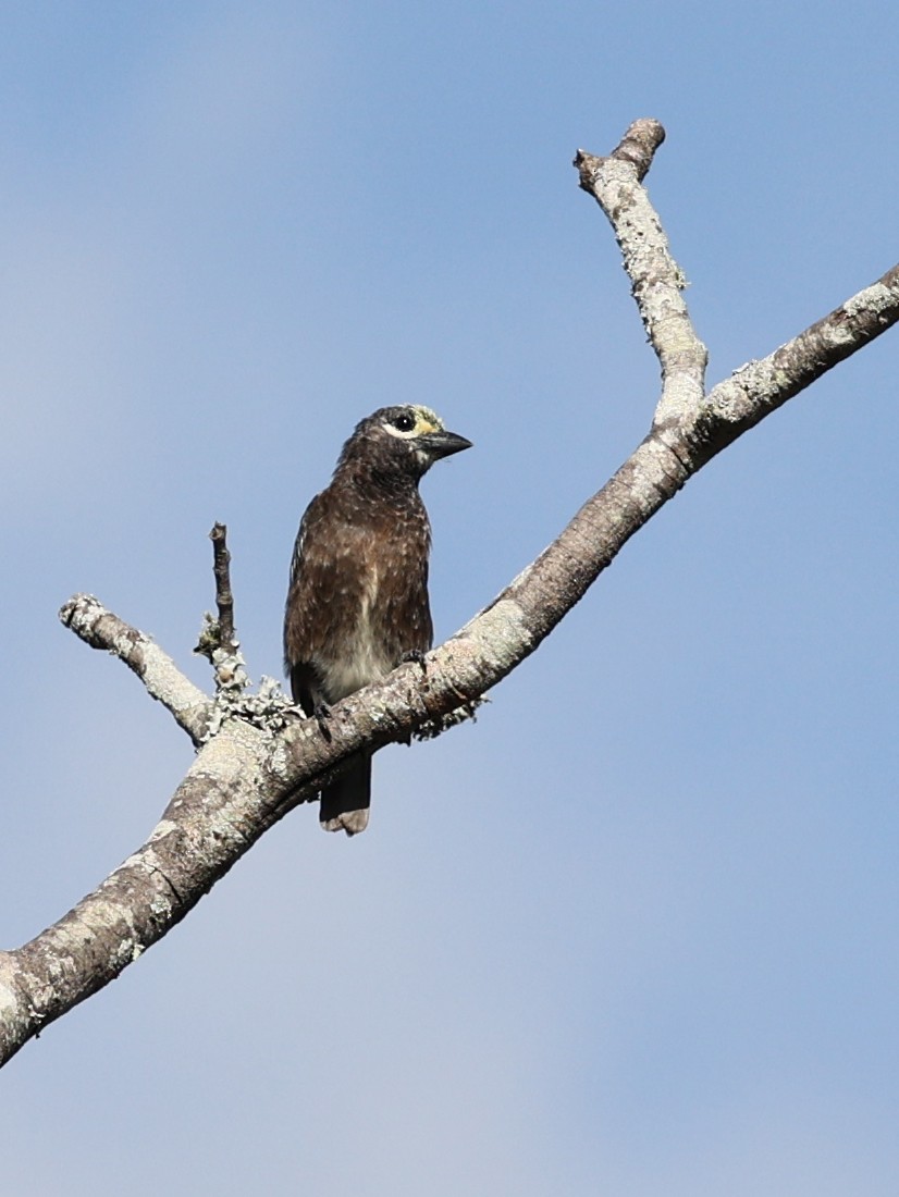 Whyte's Barbet - ML616554508