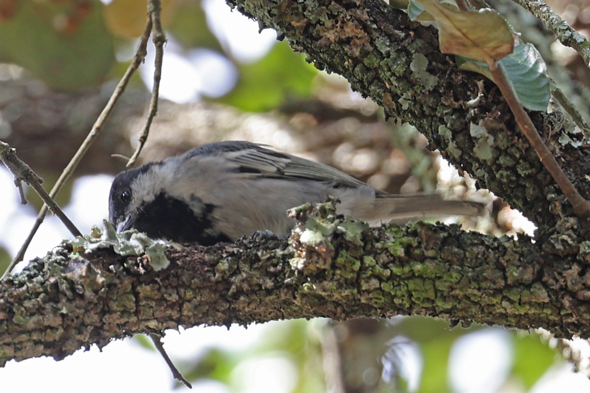 Mésange à ventre gris - ML616554523