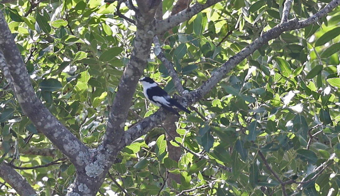 Collared Flycatcher - ML616554583